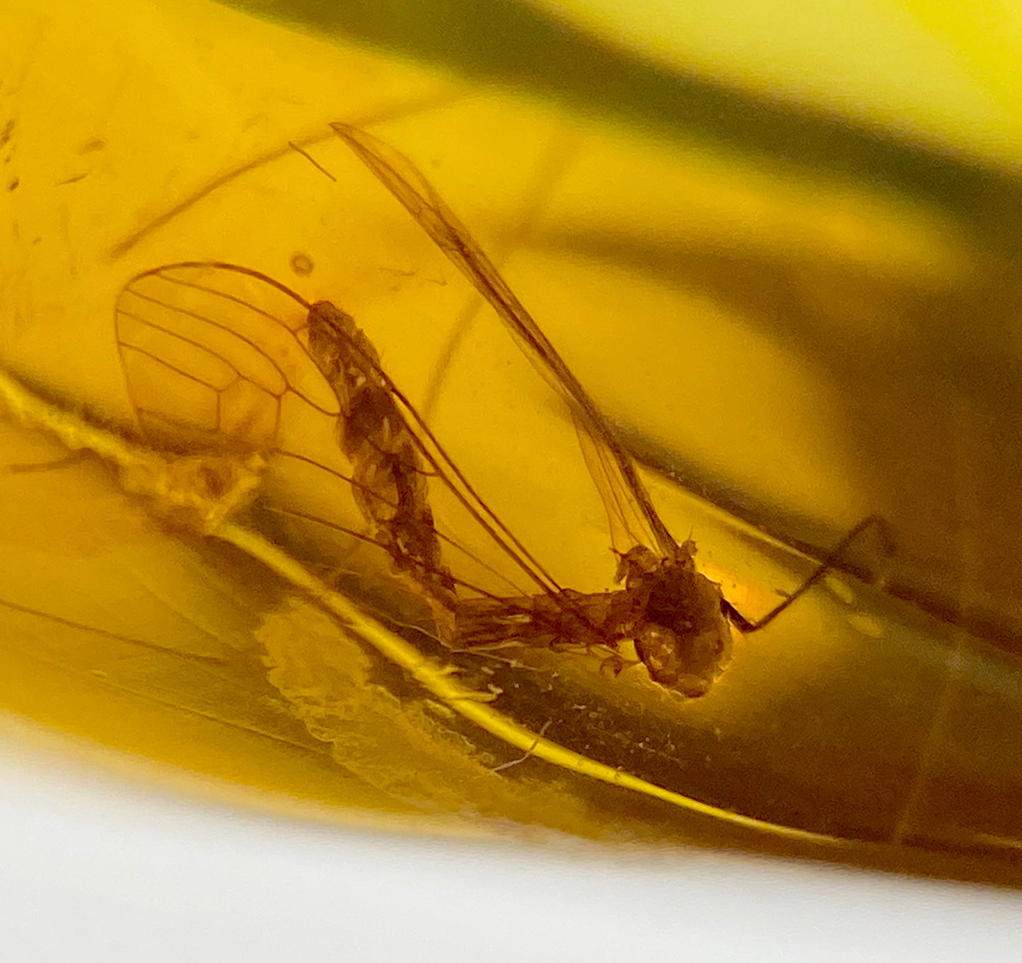 Ámbar Dominicano con Mosquito