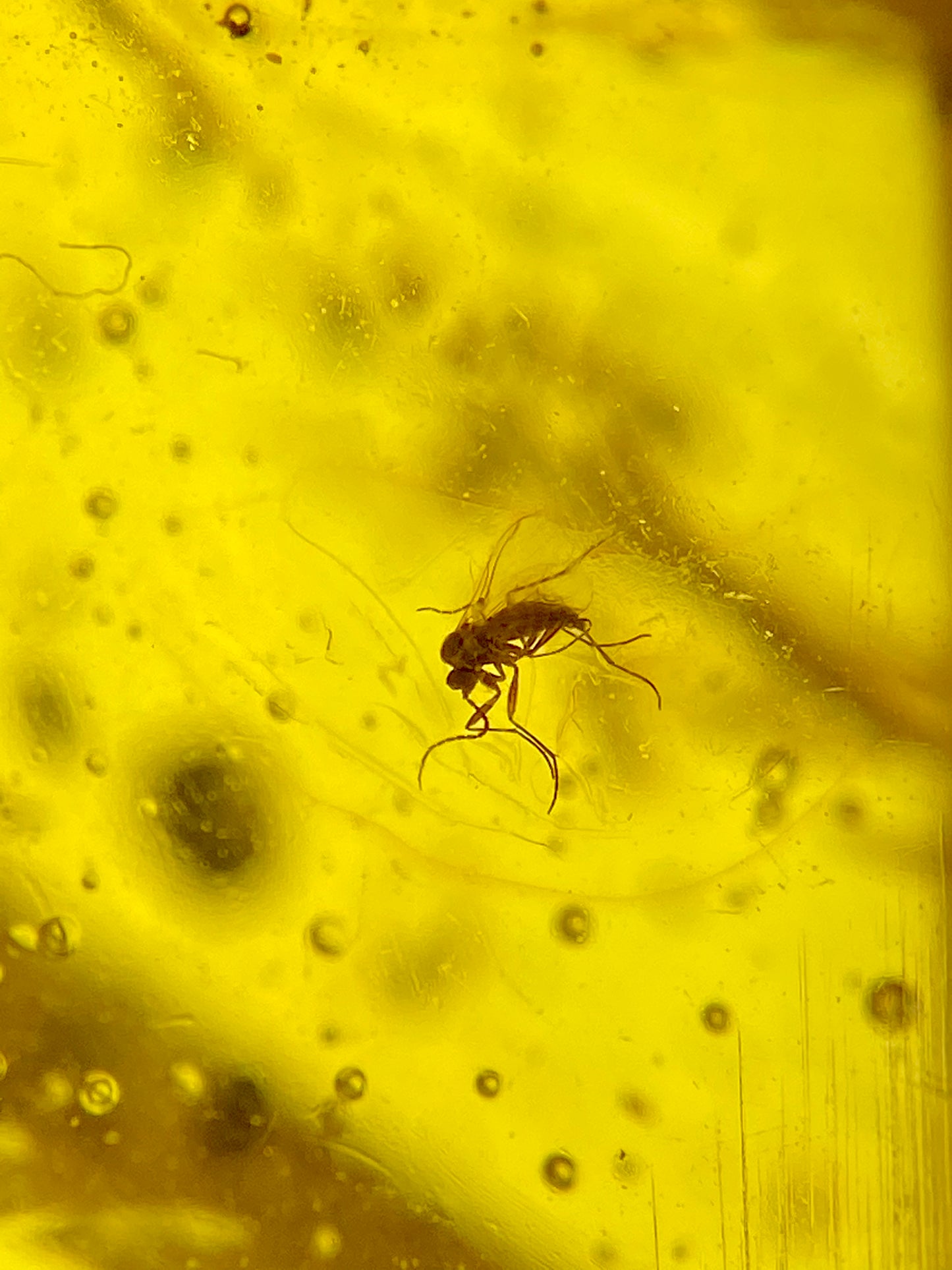 Ámbar Dominicano con Hemíptera