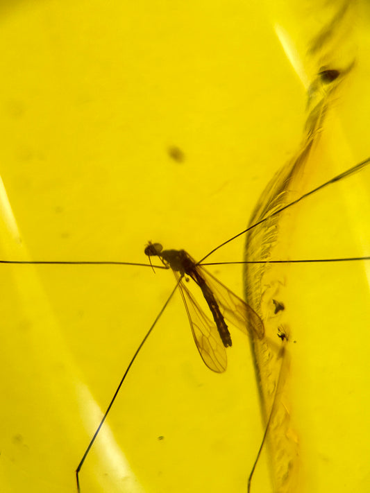 Ámbar Dominicano con Mosquito