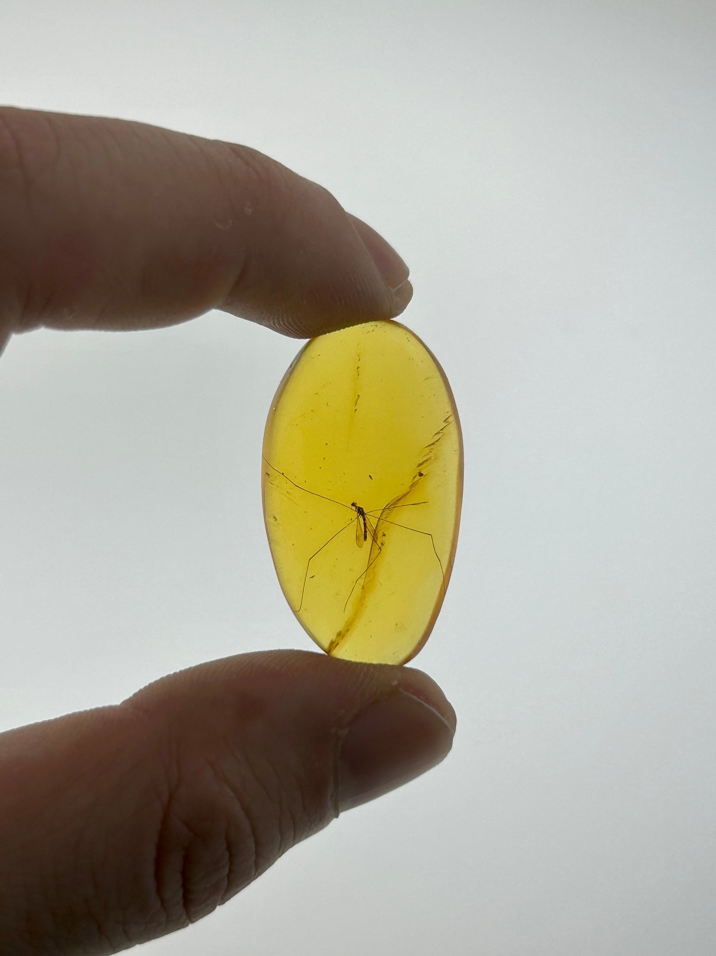 Ámbar Dominicano con Mosquito