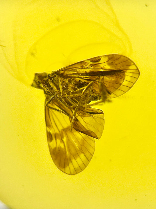 Ámbar Dominicano con Polilla