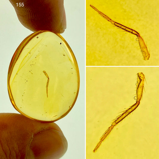 Ámbar Dominicano con Pata