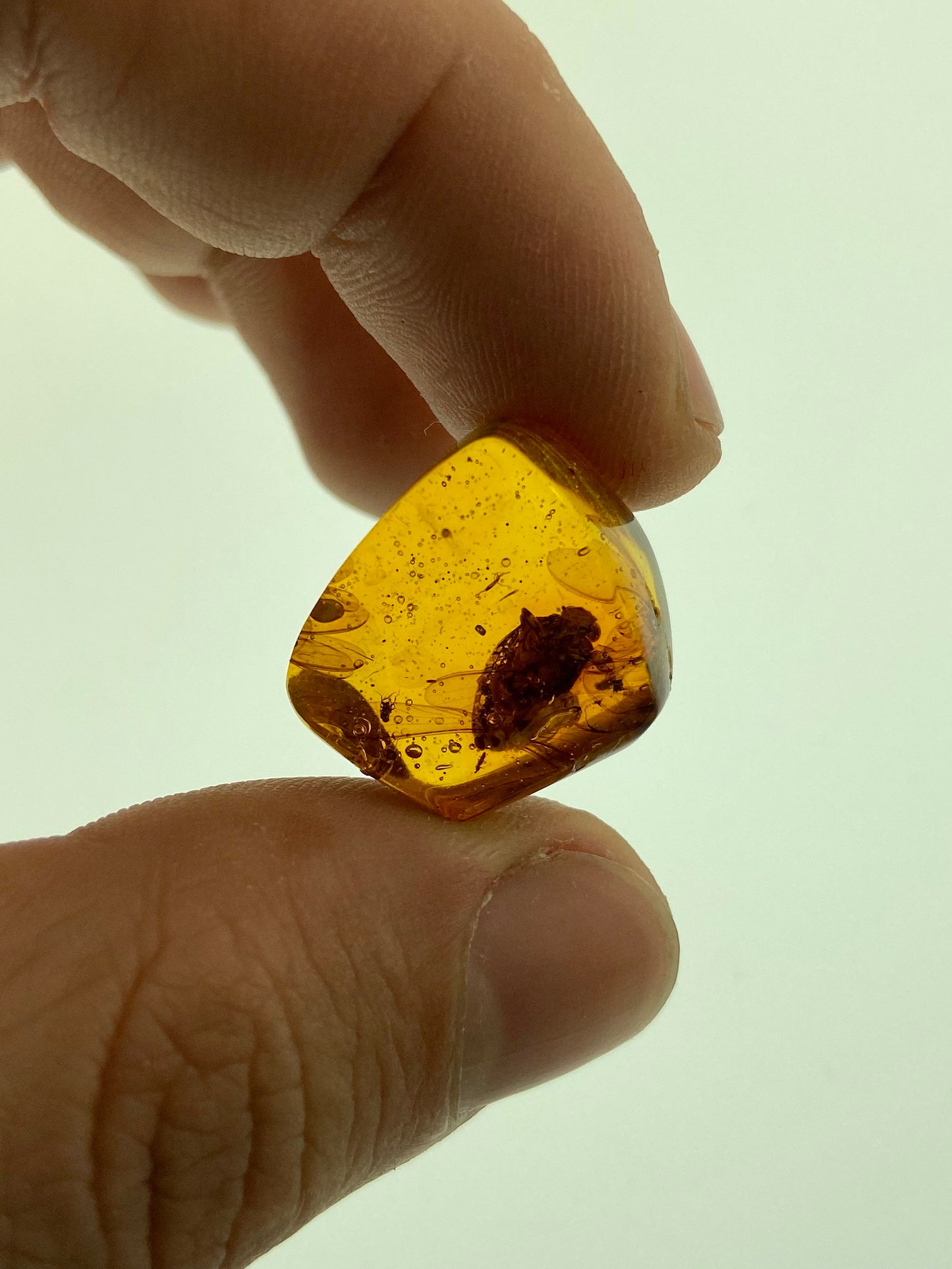 Ámbar Dominicano con Hemíptera