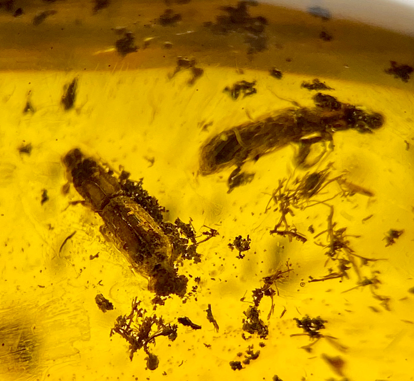 Ámbar Dominicano con Carcomas