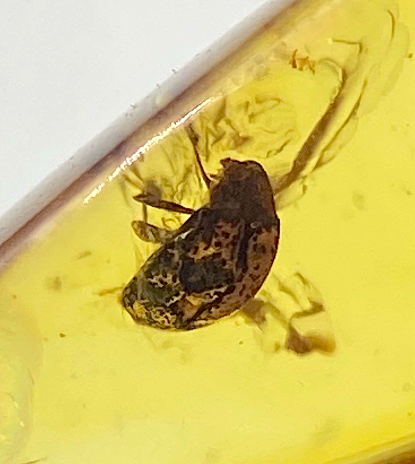 Ámbar Dominicano con Araña