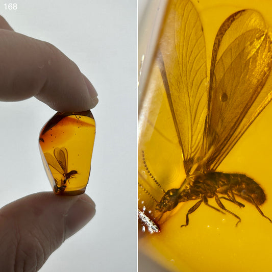 Ámbar Dominicano con Termita Alada