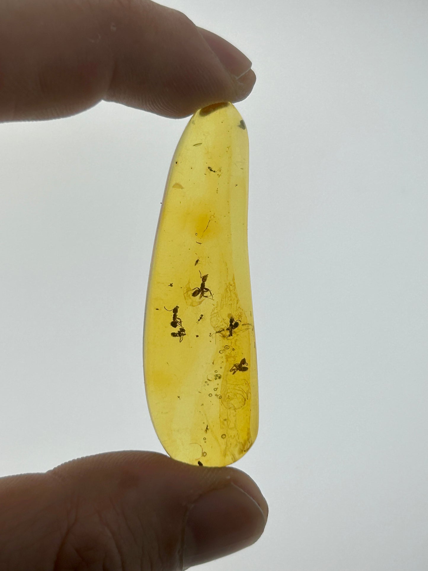 Ámbar Dominicano con Hormigas