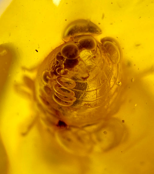 Ámbar Dominicano con Termita y Burbuja