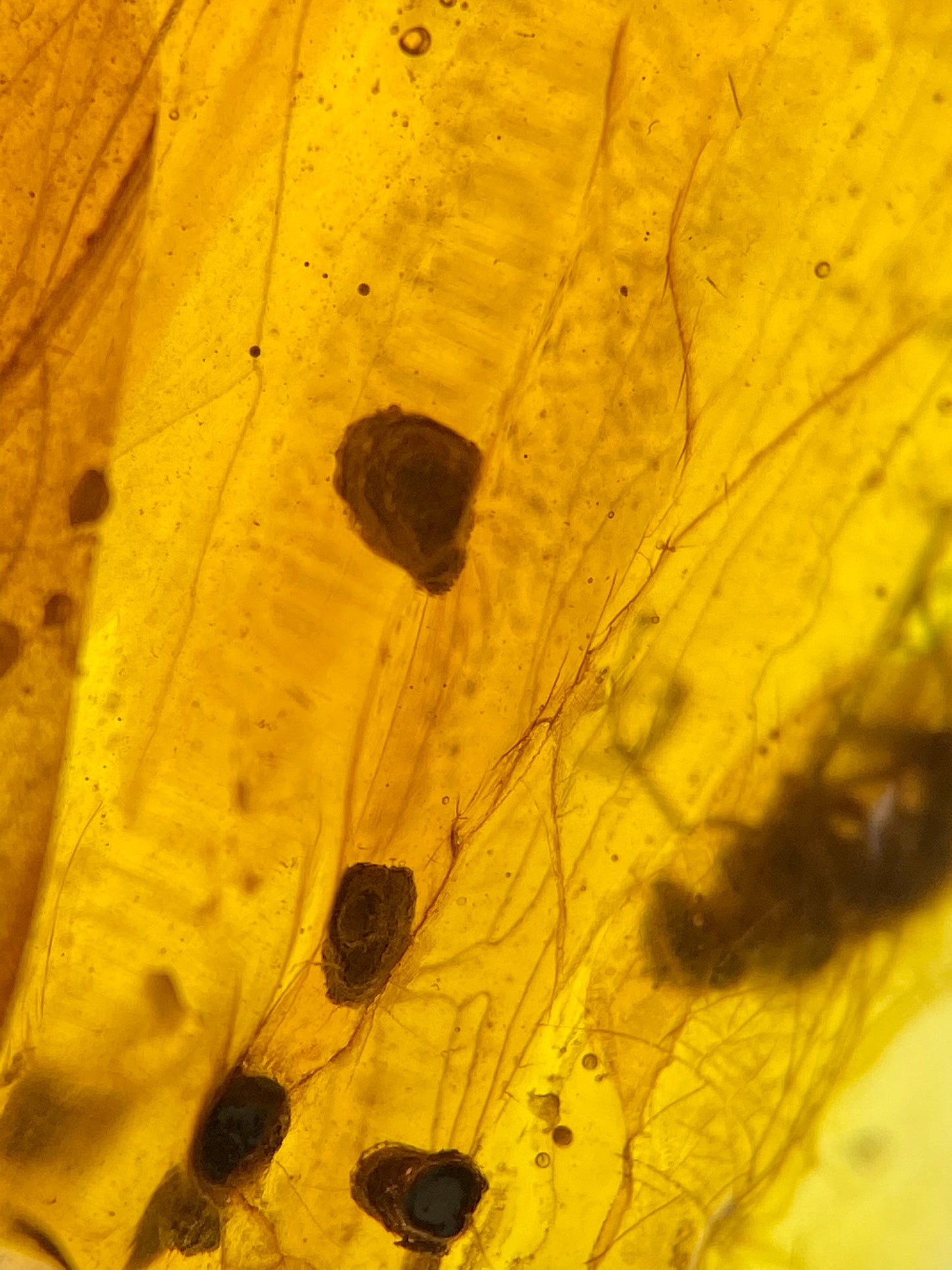 Ámbar Dominicano con Mosca