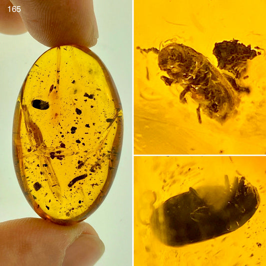 Ámbar Dominicano con Escarabajos