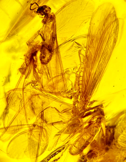 Ámbar Dominicano con Termitas