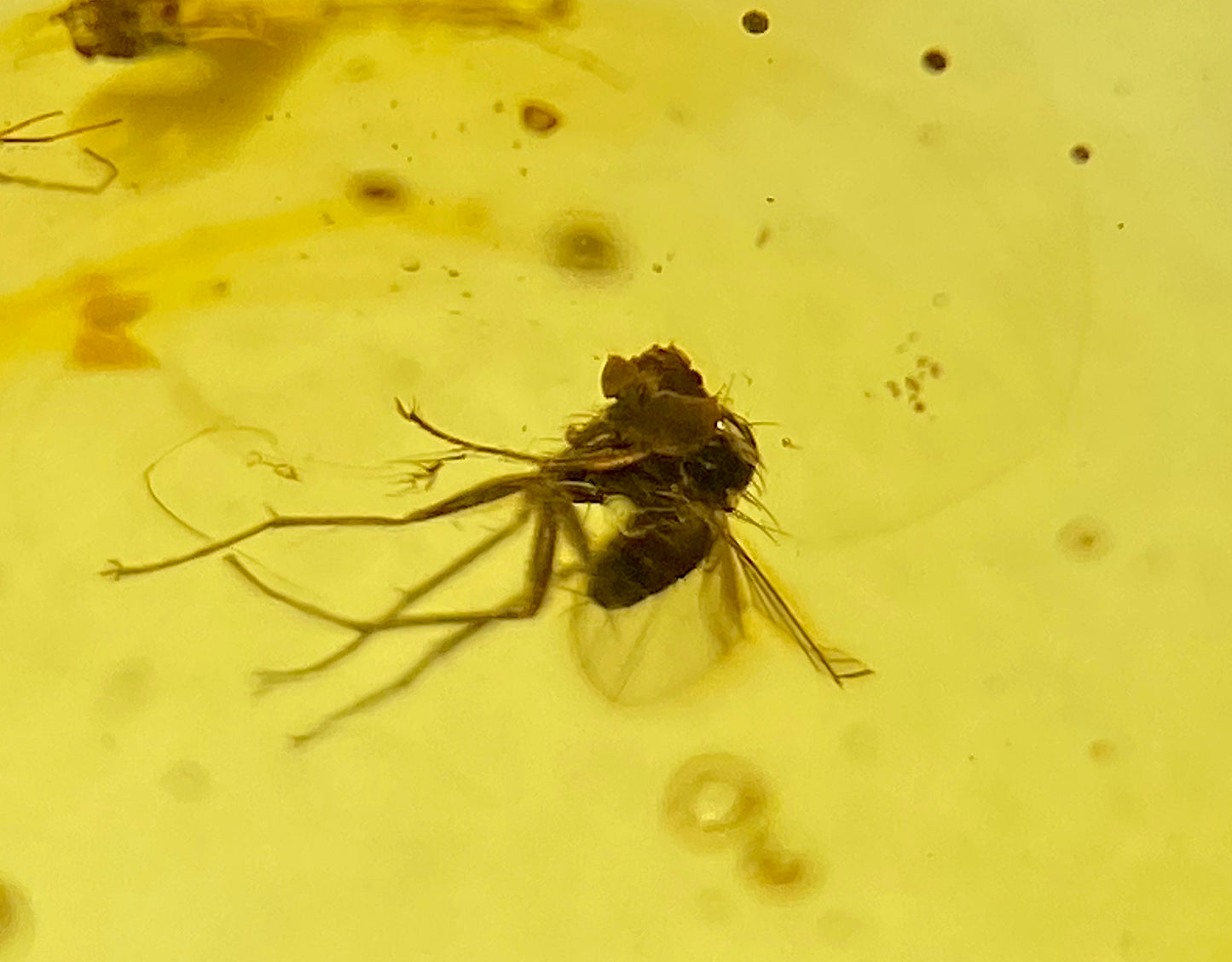 Ámbar Dominicano con Araña