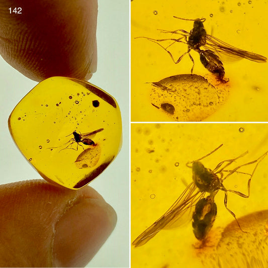 Ámbar Dominicano con Hormiga Alada