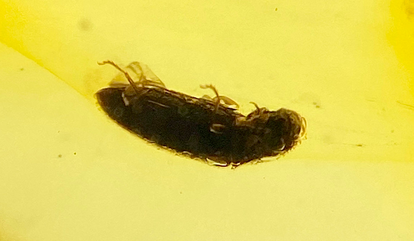 Ámbar Dominicano con Araña