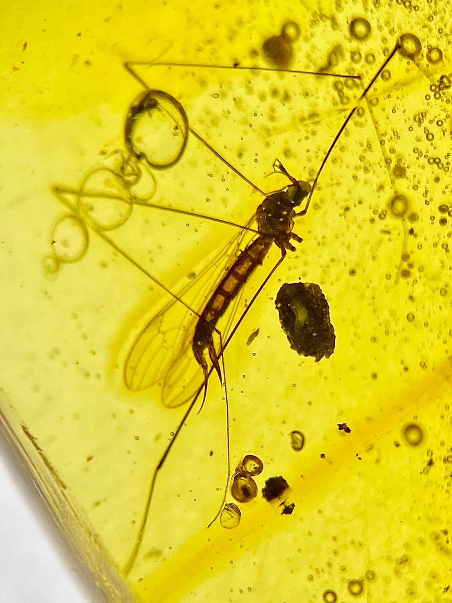 Ámbar Dominicano con Mosquitos