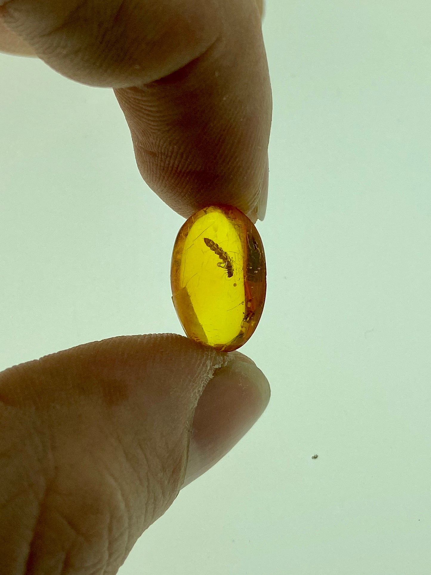 Ámbar Dominicano con Larva