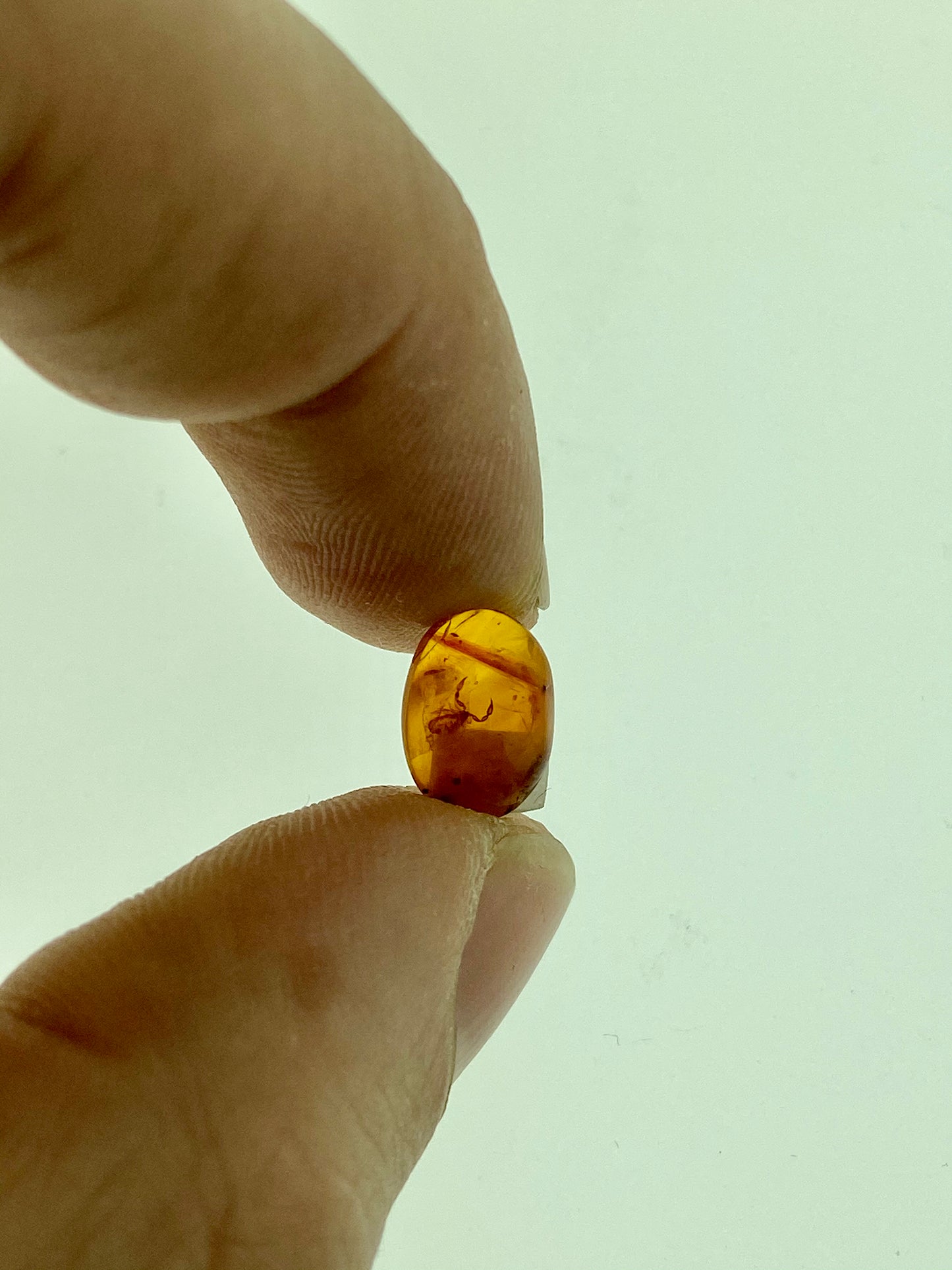 Ámbar Dominicano con Pseudoescorpión