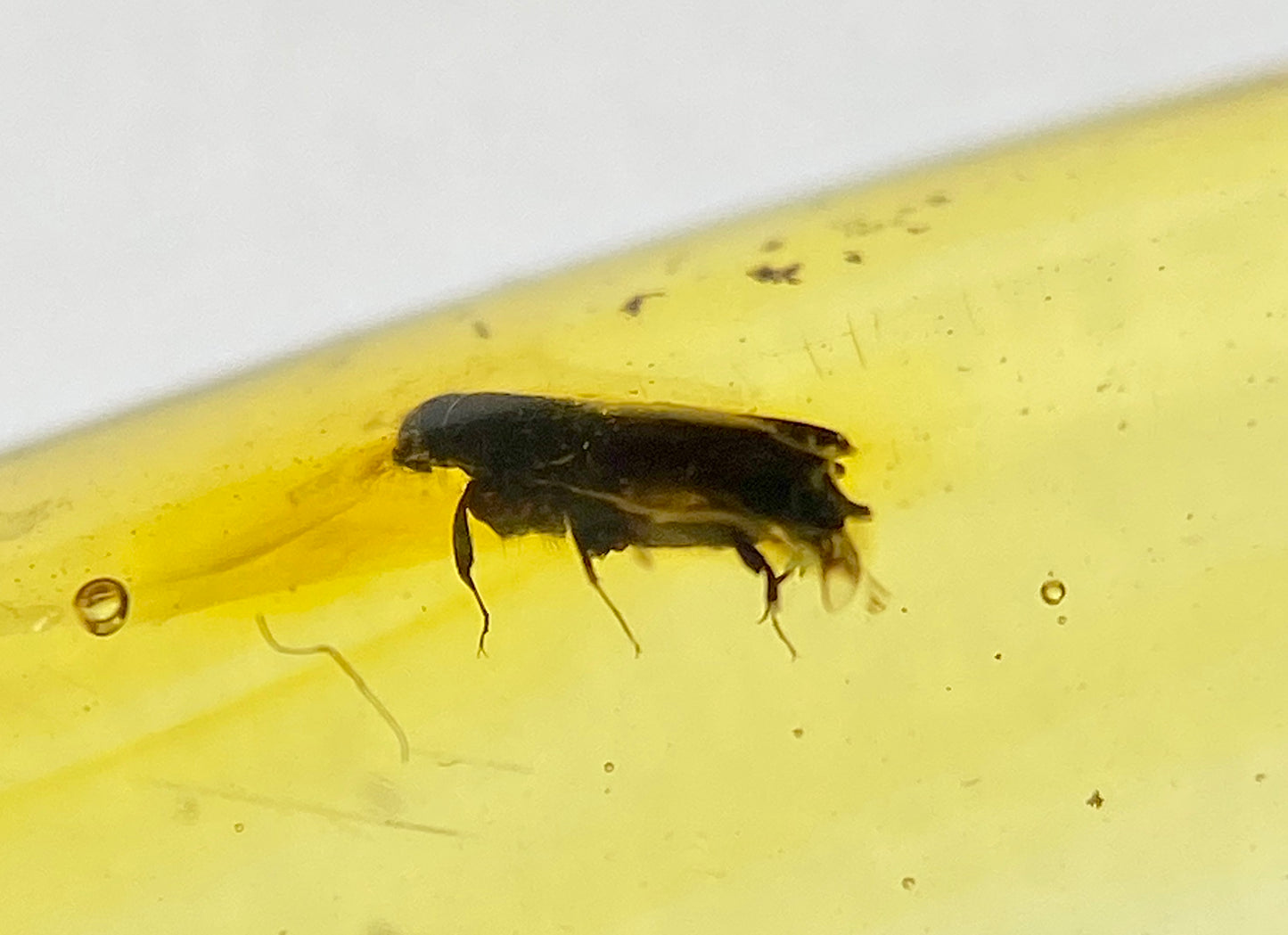 Ámbar Dominicano con Carcoma