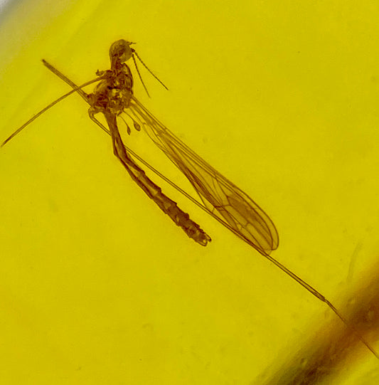 Ámbar Dominicano con Neuroptera