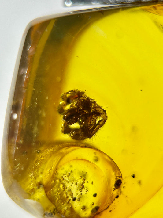 Ámbar Dominicano con Araña