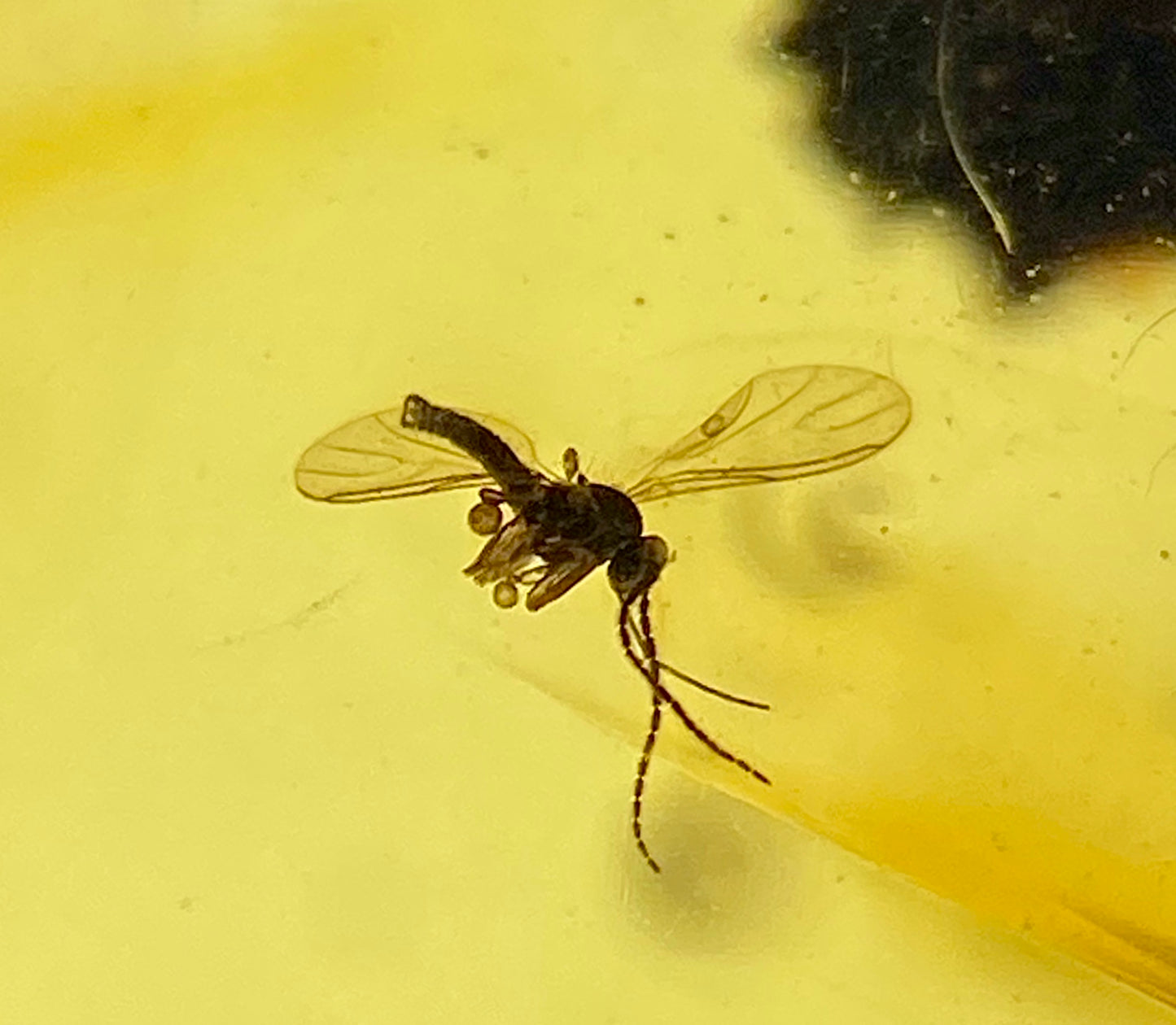 Ámbar Dominicano con Araña