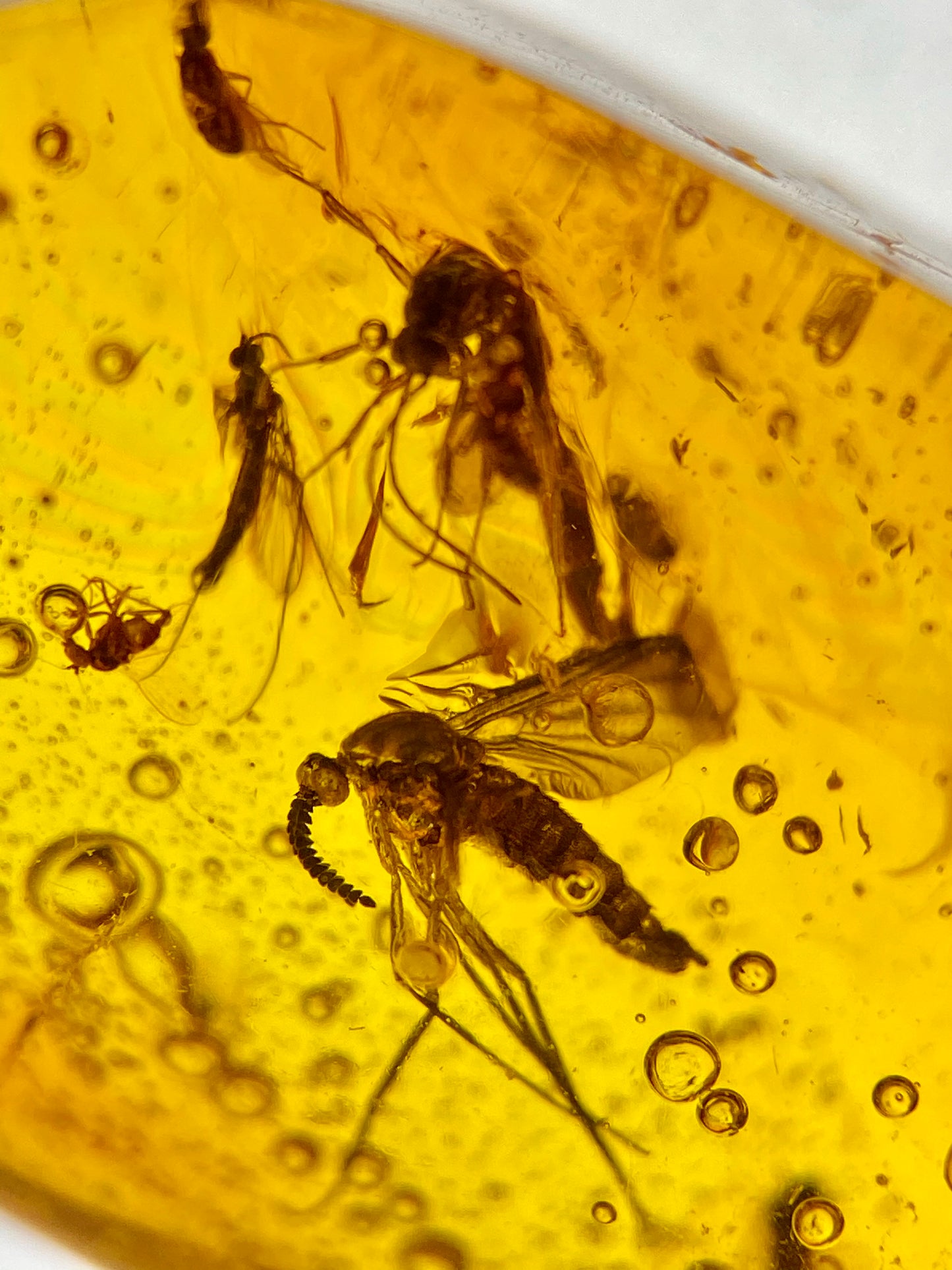 Ámbar Dominicano con Mosquitos