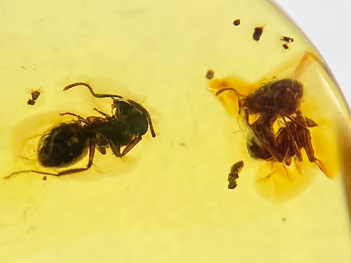 Ámbar Dominicano con Hormigas