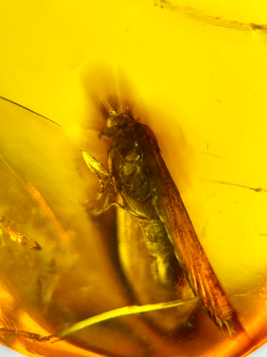 Ámbar Dominicano con Polilla