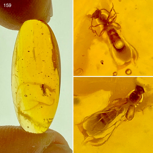Ámbar Dominicano con Termita