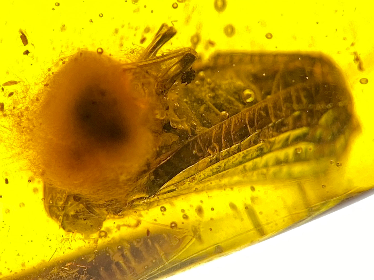 Ámbar Dominicano con Hemíptera