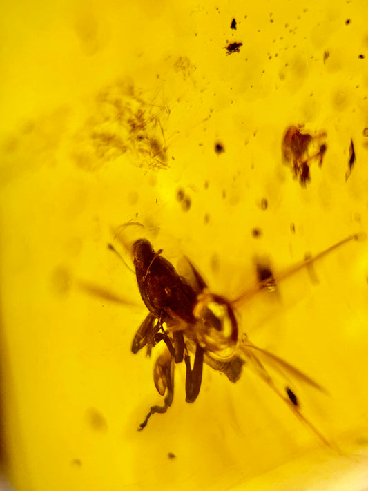 Ámbar Dominicano con Araña