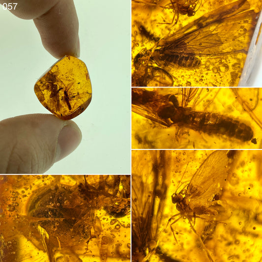 Ámbar Dominicano con Lepidóptero