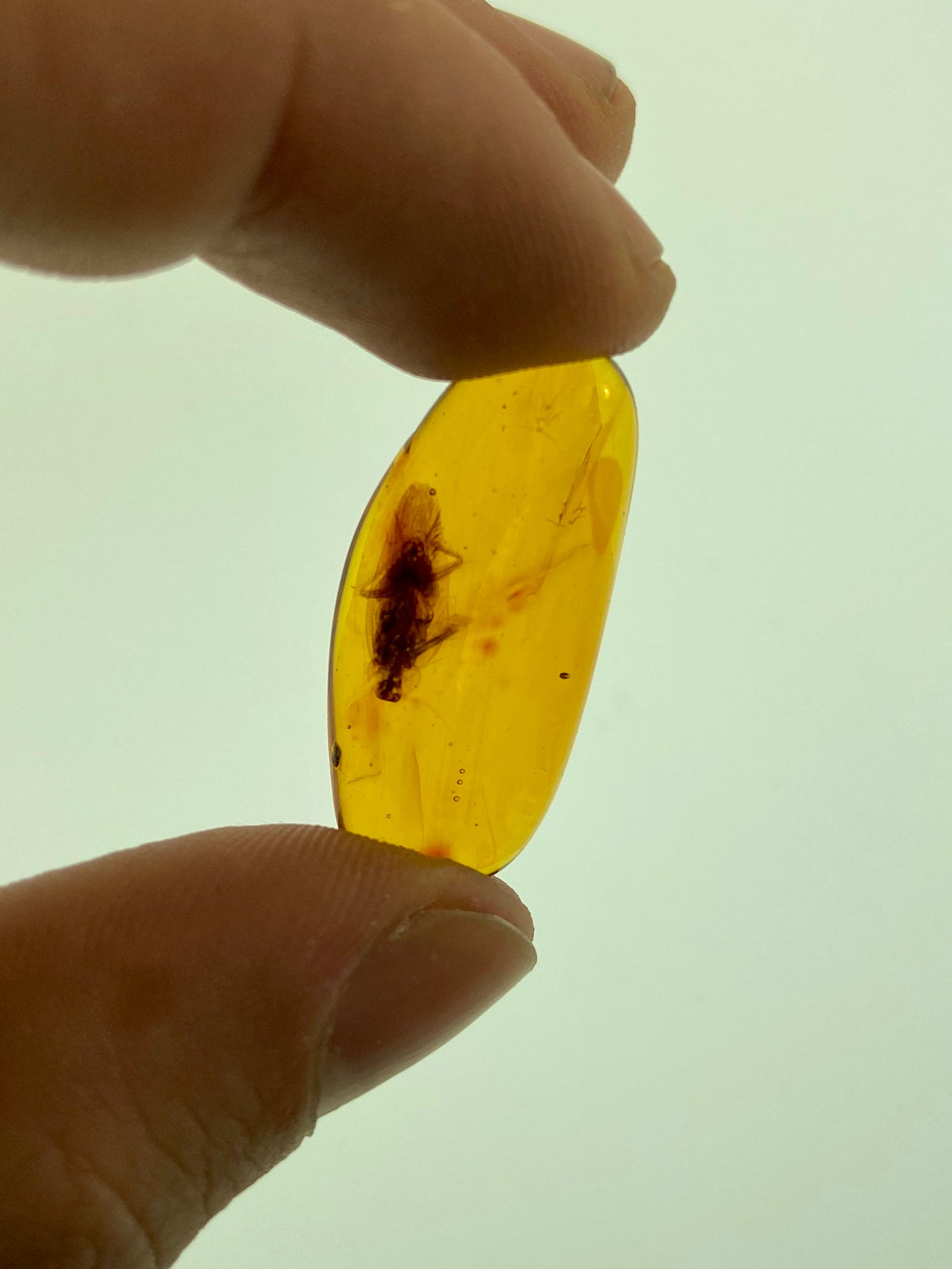 Ámbar Dominicano con Cucaracha