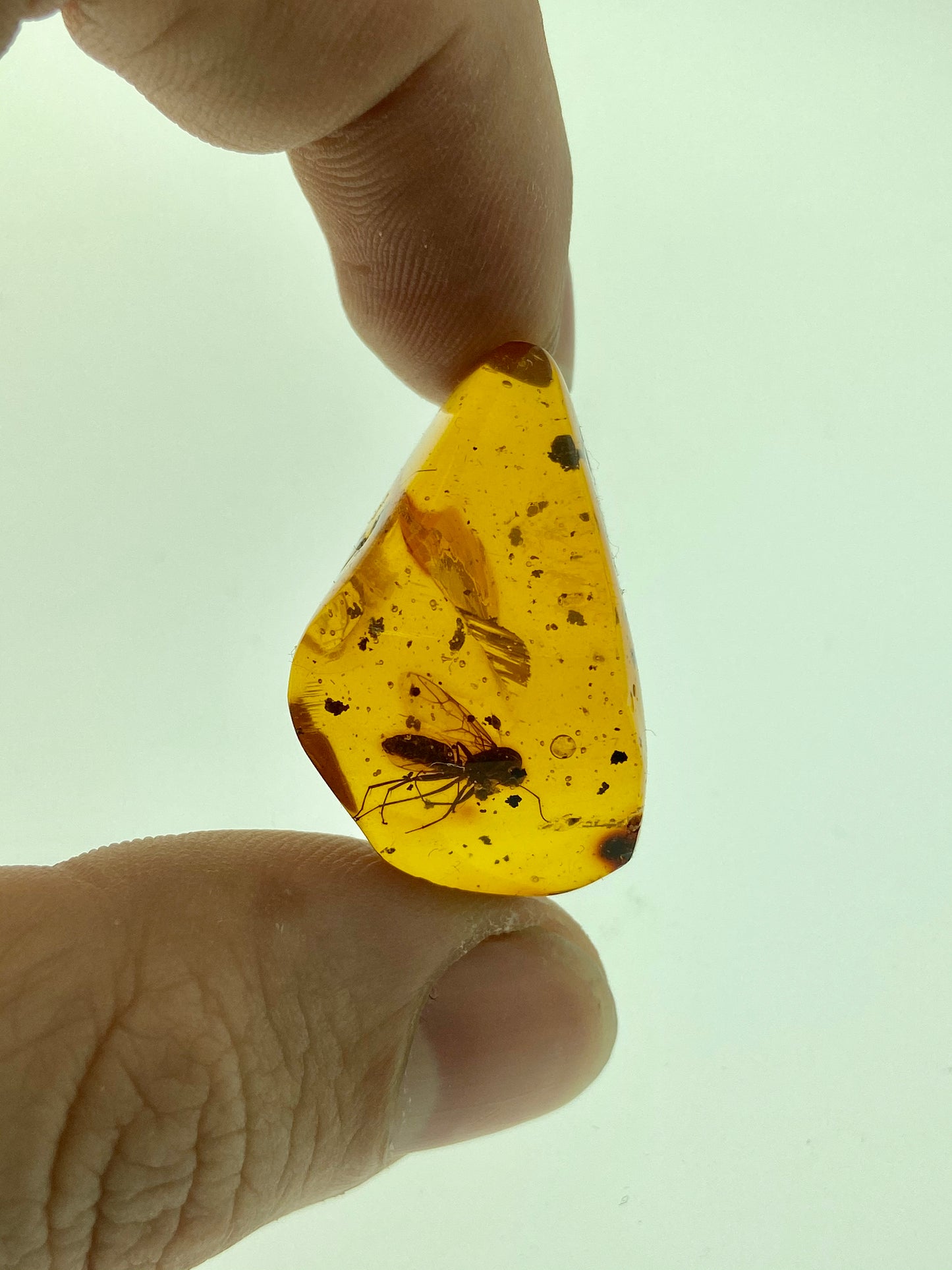 Ámbar Dominicano con Dípteros y Larva