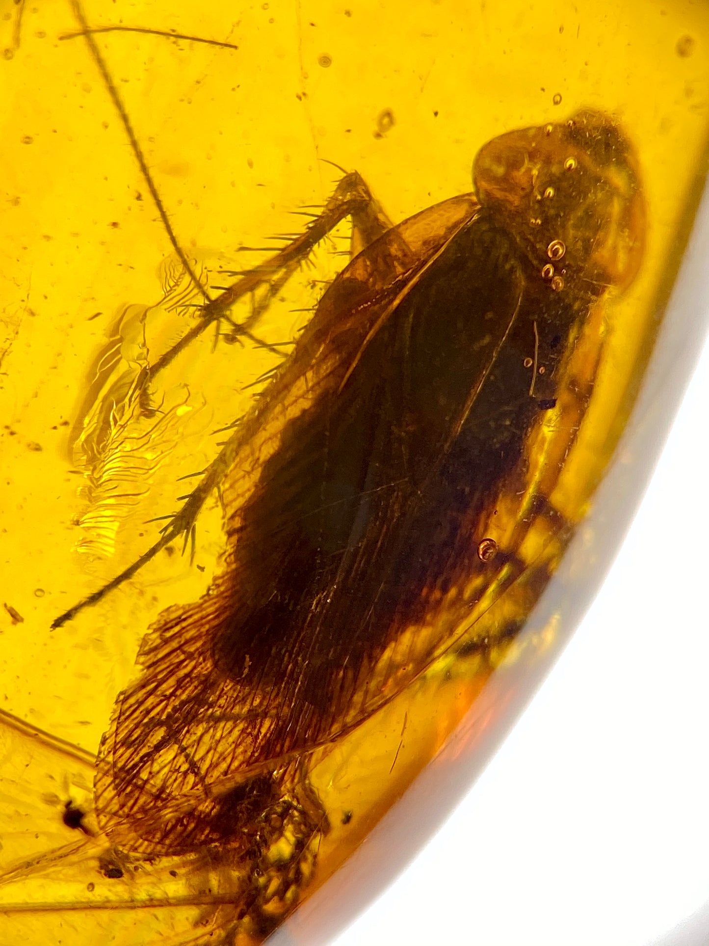 Ámbar Dominicano con Cucaracha