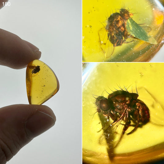Ámbar Dominicano con Mosca