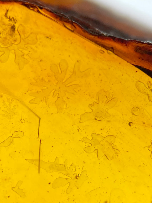 Ámbar Dominicano con Burbujas Estalladas