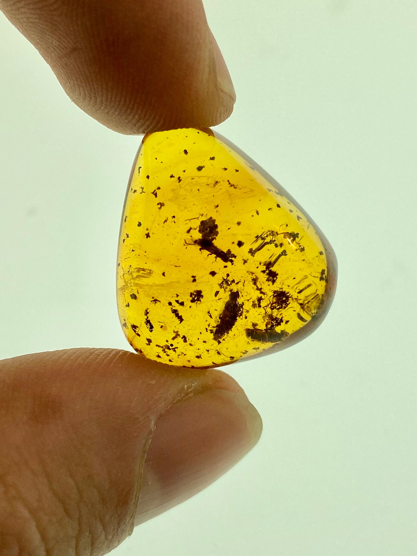 Ámbar Dominicano con Carcomas
