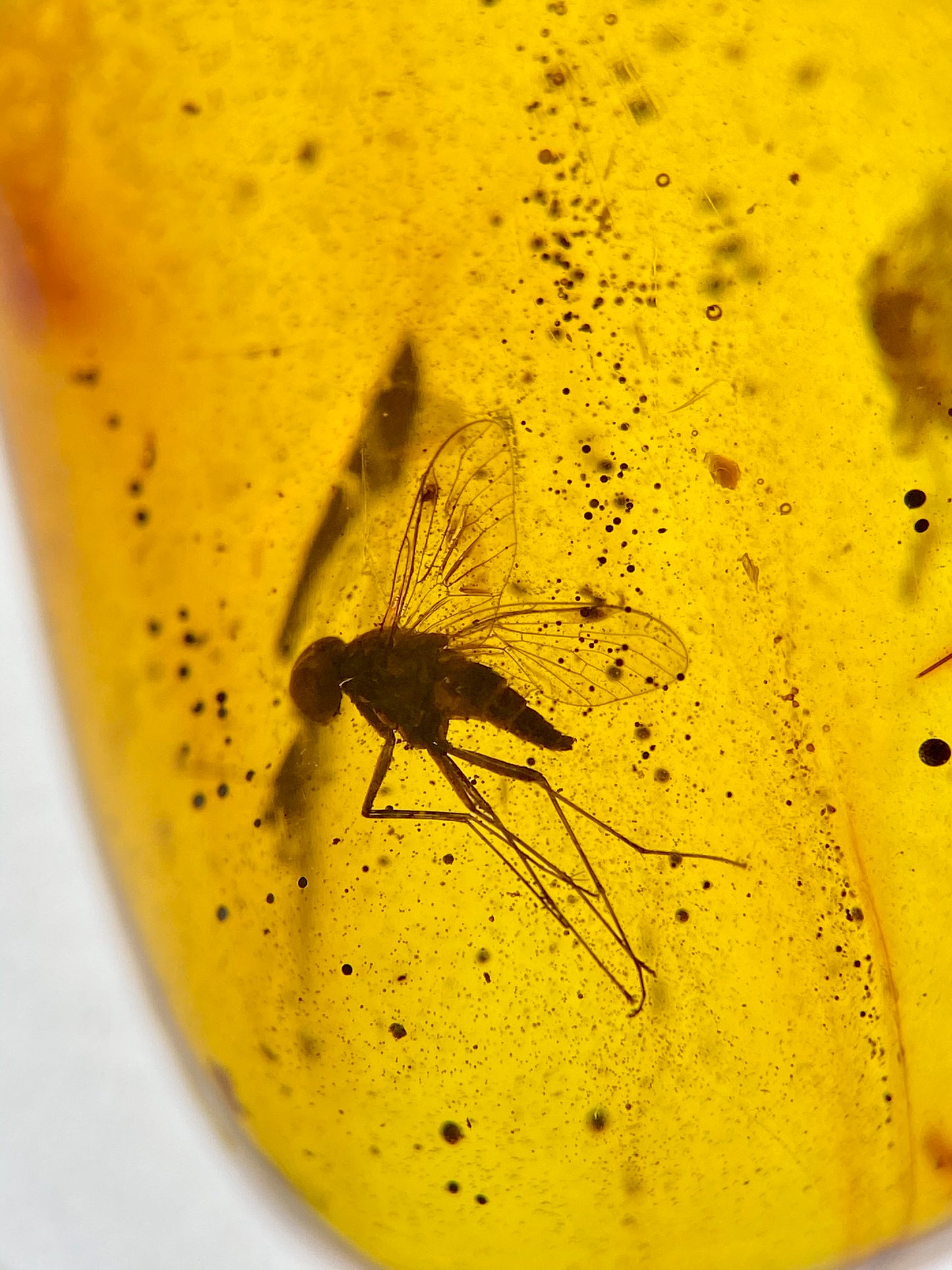 Ámbar Dominicano con Mosca