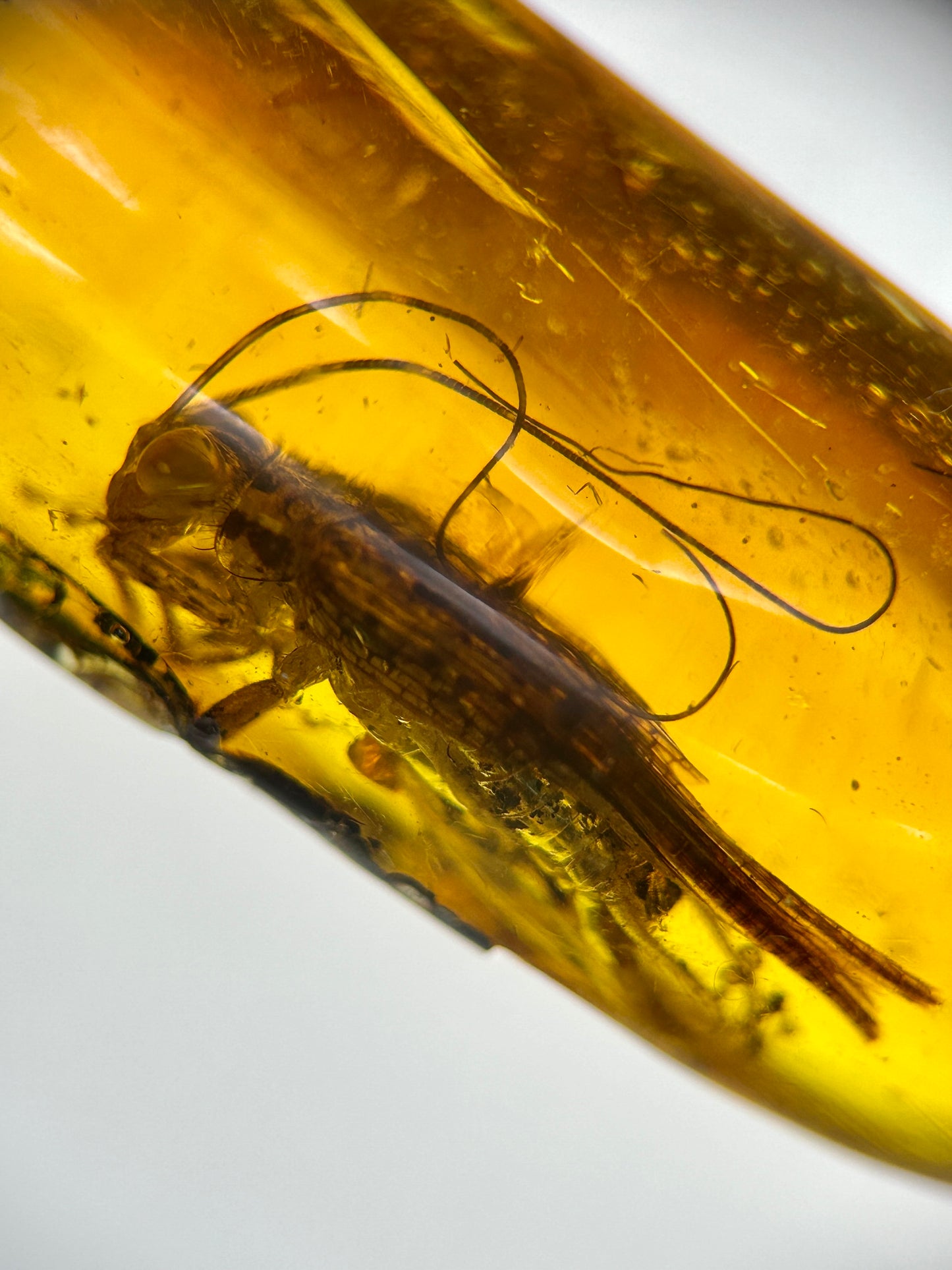 Ámbar Dominicano con Grillo