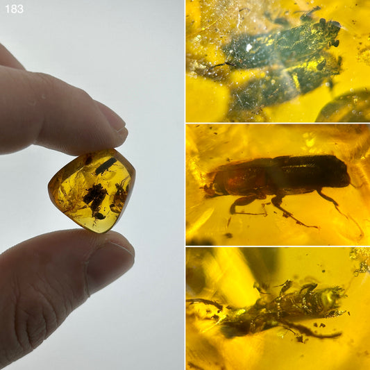 Ámbar Dominicano con Carcomas