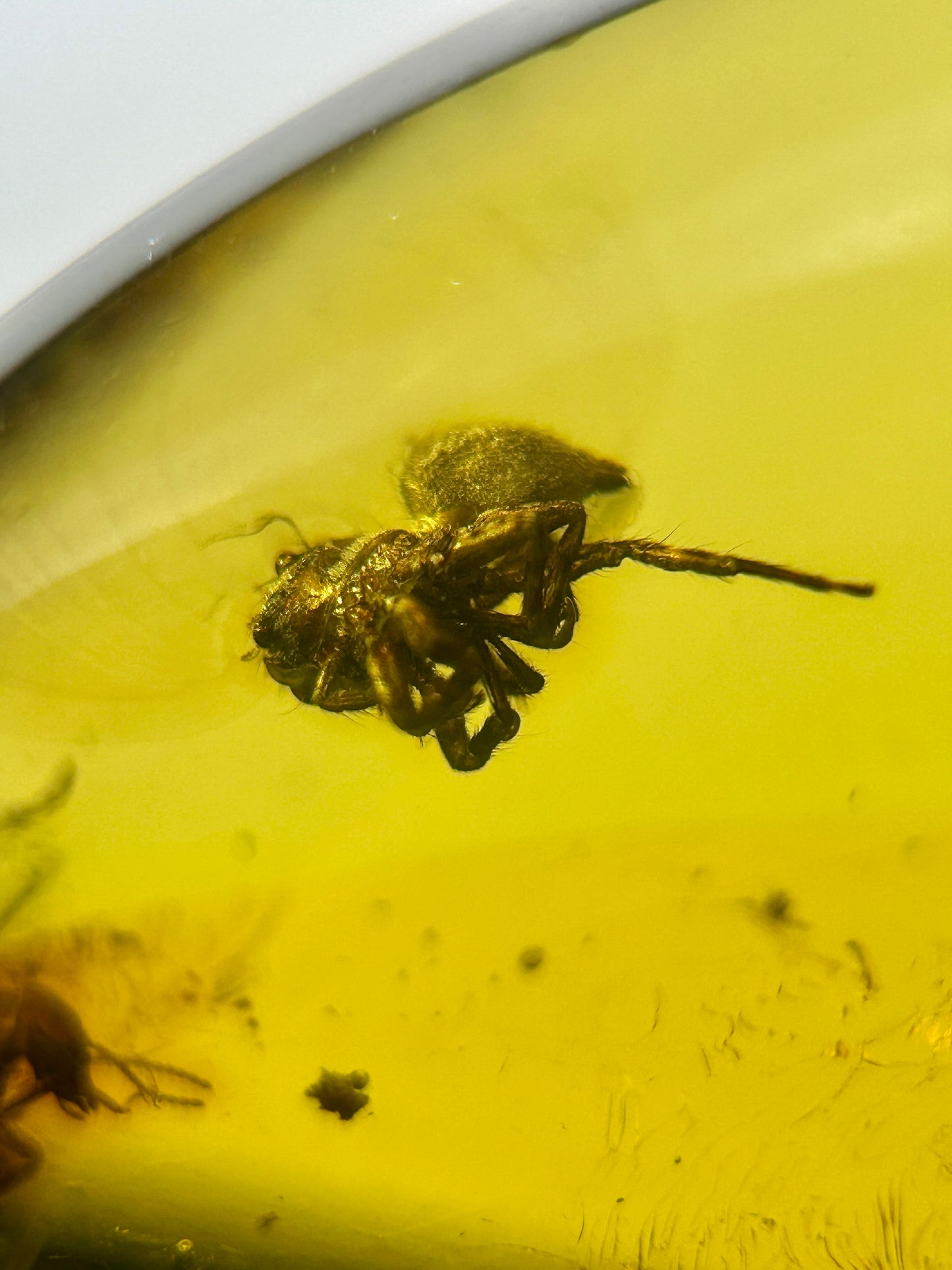 Ámbar Dominicano con Araña
