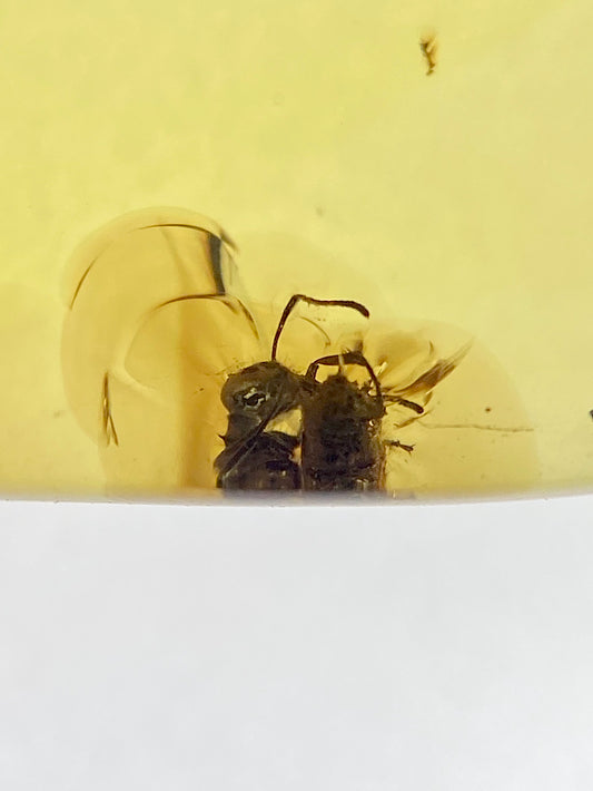 Ámbar Dominicano con Hormigas