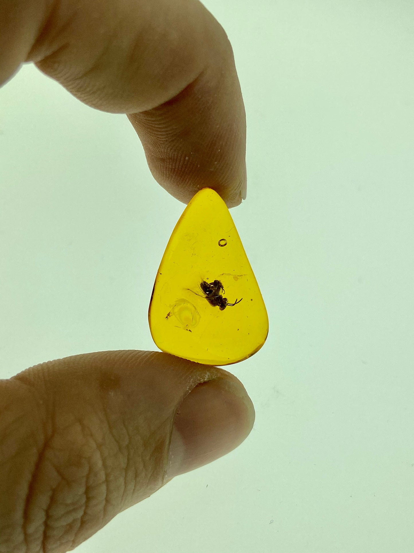 Ámbar Dominicano con Avispón