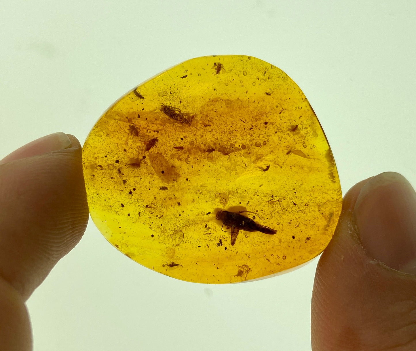 Ámbar Dominicano con Araña