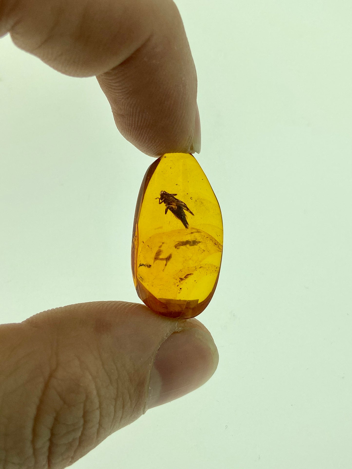 Ámbar Dominicano con Grillo