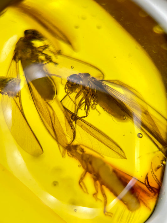 Ámbar Dominicano con Termitas Aladas