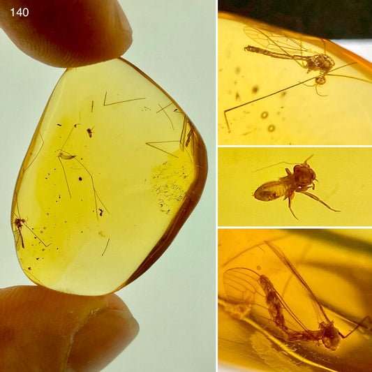 Ámbar Dominicano con Mosquito