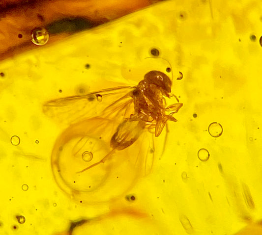 Ámbar Dominicano con Termitas