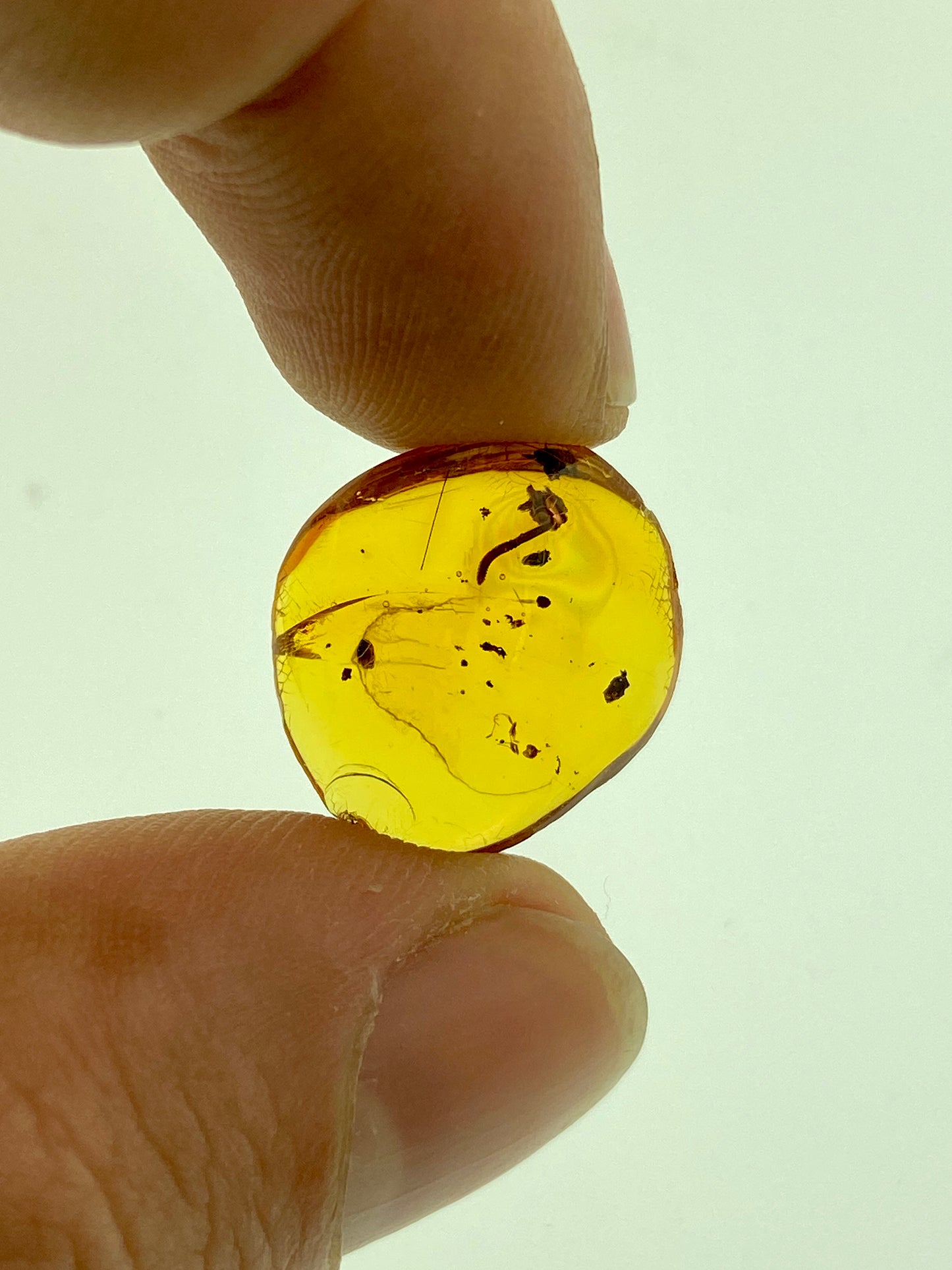 Ámbar Dominicano con Larva